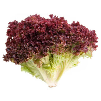 Lechuga Hidroponica Morada (c/u)