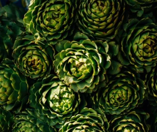 alcachofa española fresca